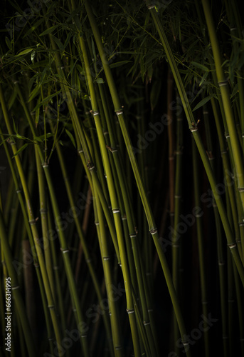Closeup of bamboo plants against dark background.