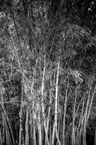 Closeup View of a Thicket of Bamboo.