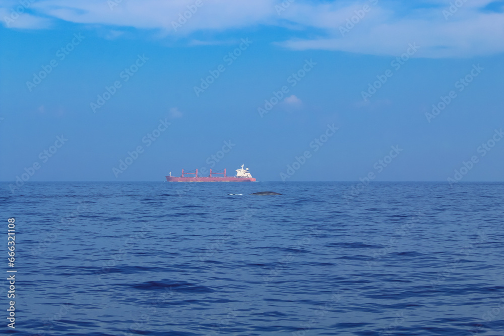 Blue whale's backs emerging from the water and a huge cargo ship, Sri Lanka Blue whale's backs emerging from the water and a huge cargo ship, Sri Lanka
