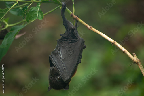 The Variable Flying Fox lives on the island and is one of three large bats in Thailand sleeping on the branch. photo