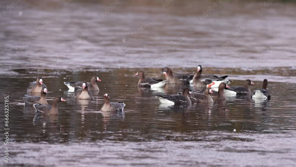 Greater white-fronted geese (Anser albifrons), Germany, Europe Greater white-fronted geese (Anser albifrons), Germany, Europe