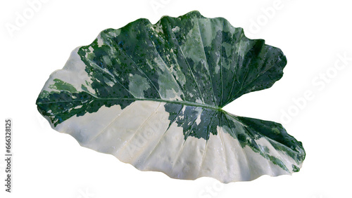 Above view of Bon leaves or 