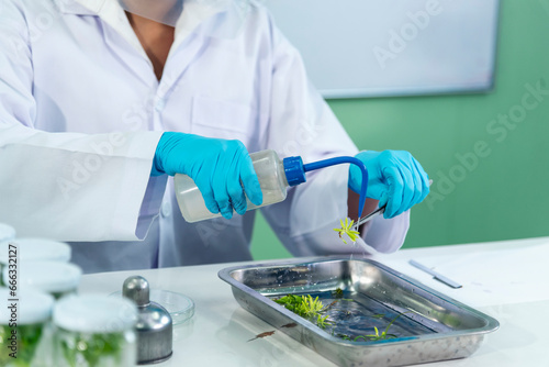Biochemistry asian Scientist women working plants tissue culture biotechnology in science lab. Biotech Laboratory asian woman look at Glass Petri Dish, plants tissue culture jar. Biosynthesis process