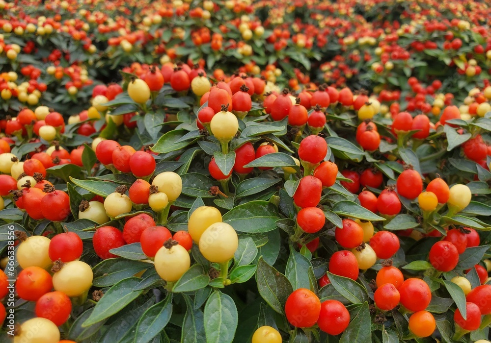 Mixed colors of red, orange and yellow of the ornamental pepper 'Hot Pops Yellow'