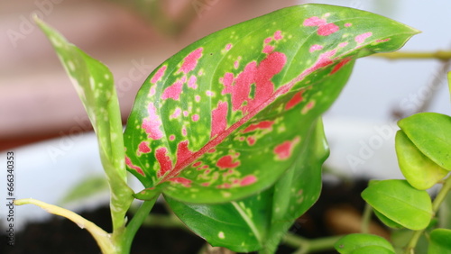 Aglaonema venus plant or Chinese Evergreen. In Indonesia called Sri Rejeki.