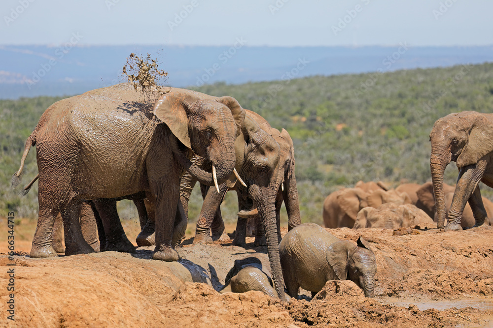Fototapeta premium Young African elephants (Loxodonta africana) playing in mud, Addo Elephant National Park, South Africa.