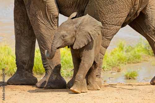 Sticker A cute baby African elephant (Loxodonta africana), Kruger National Park, South Africa