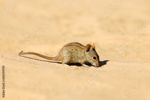 A small striped mouse (Rhabdomys pumilio) in natural habitat, South Africa. photo