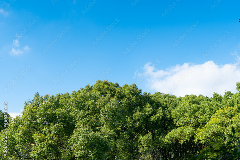 Low angle view of trees against blue sky