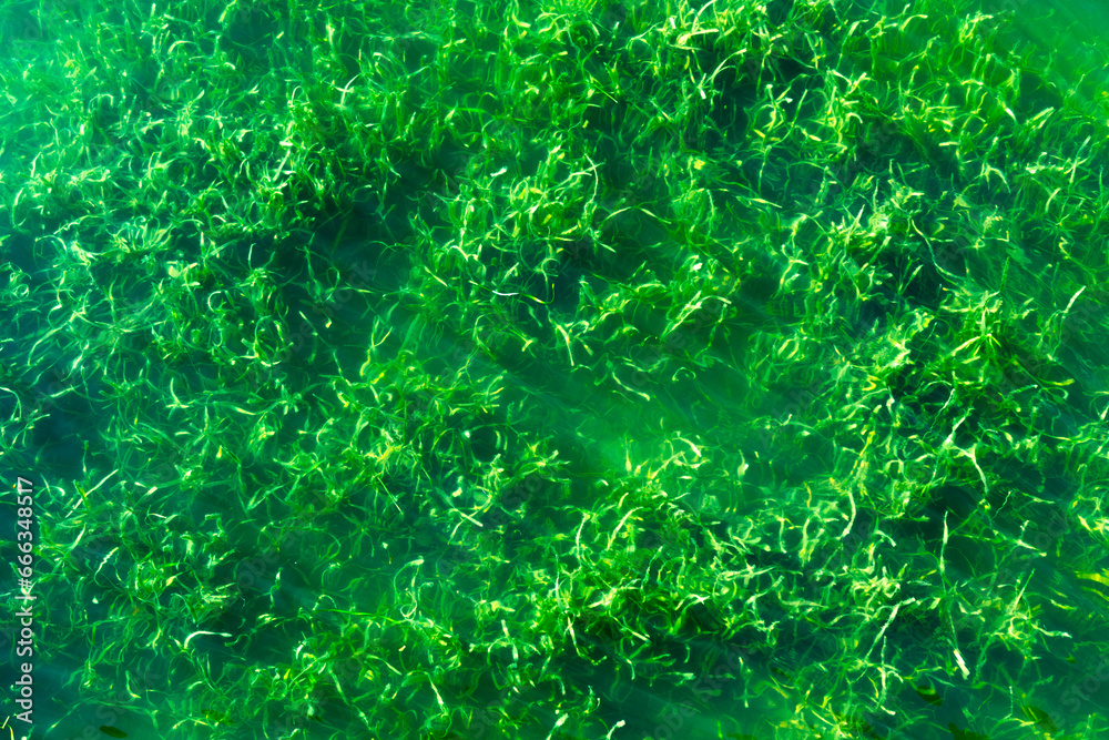 green grass in the lake green grass in the lake
