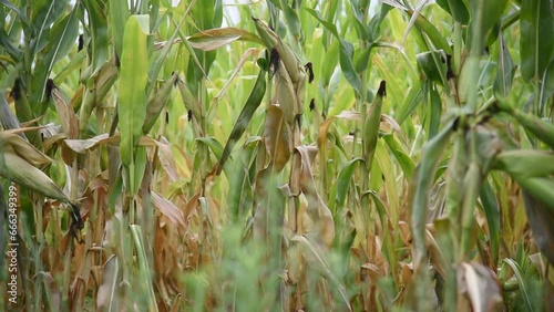 Corn plantation in grain filling phase -3