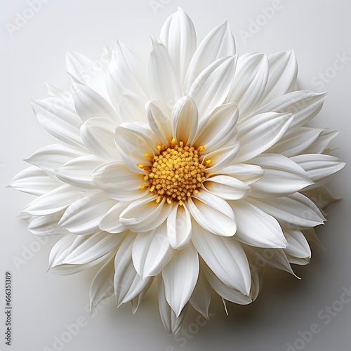Wallpaper Mural White Flower With Yellow Center Center , Hd , On White Background  Torontodigital.ca