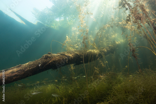 Underwater Landscape