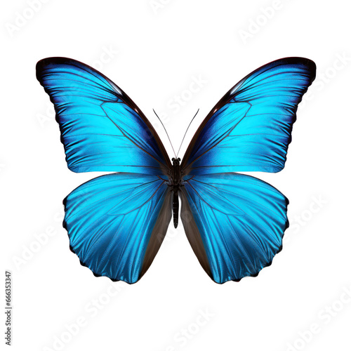 Blue butterfly isolated on transparent background,transparency  © SaraY Studio 