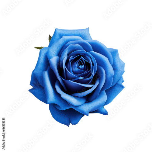 Blue rose isolated on transparent background,transparency 