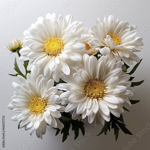 Flowers Clipart Daisy Gerbera Camomile Bellis, Hd , On White Background 