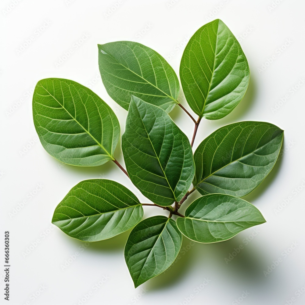 Obraz premium Leaves Isolated Transparent , Hd , On White Background 