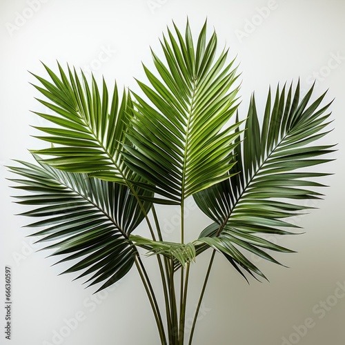 Minimal Palm Leavesphotorealistic Photorealistic D, Hd , On White Background 