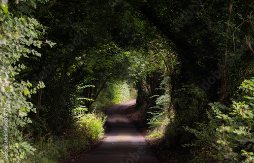 narrow country road winding through a dense forest in Northumberland  UK