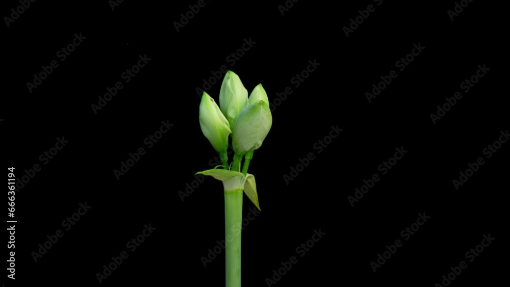 Time lapse of opening white Avalanche amaryllis flower isolated on black background, 4k