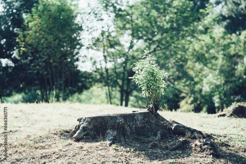 Obraz premium 切り株