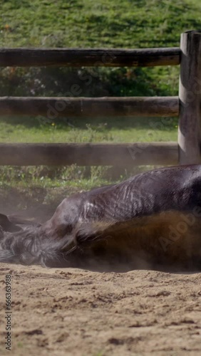 Black horse lying and playing on the ground in a ranch