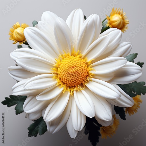 White Flower With Yellow Center That Says Daisy , Hd , On White Background 