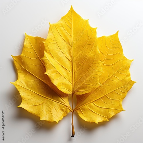 Yellow Leaf Isolated White Background   Hd   On White Background 