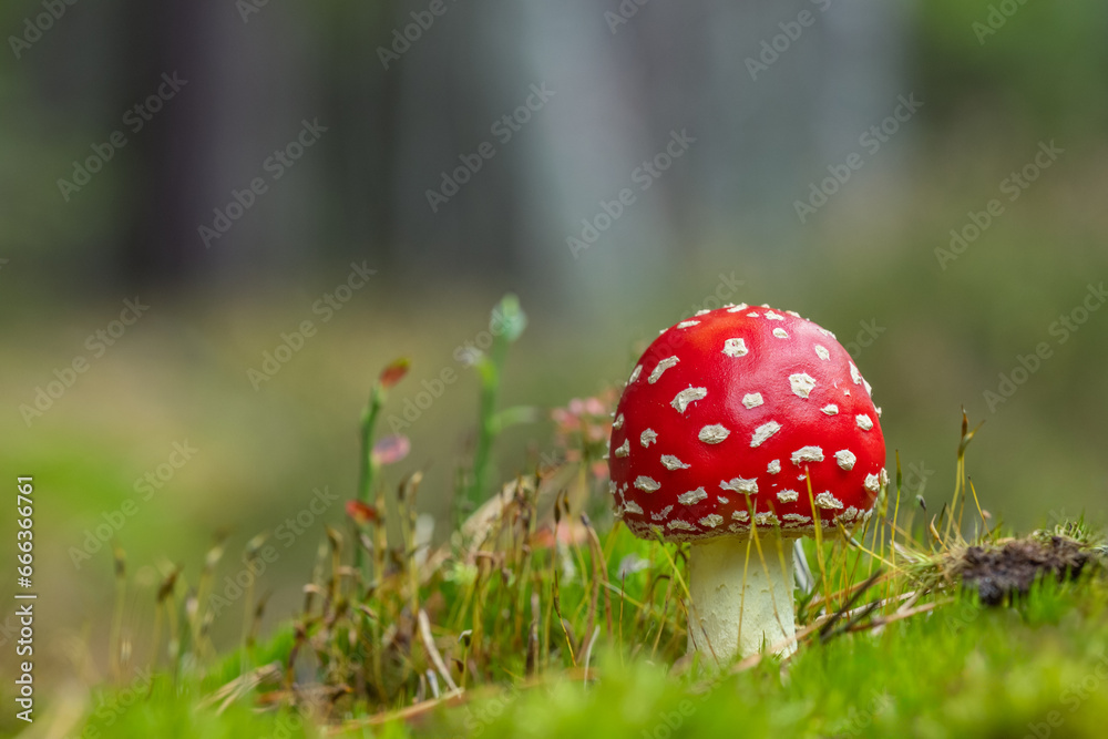 The Fly Agaric - Amanita muscaria The Fly Agaric - Amanita muscaria