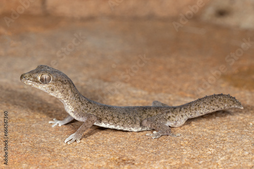 Close up of Australian Tessellated Gecko 