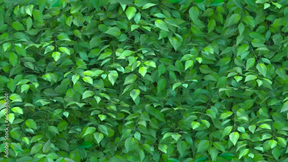 Hedge leaf texture LOOP TILE. This natural hedge 3D animation of leaves is loopable and tileable and can create an infinite seamless green ivy hedge park wall background texture.