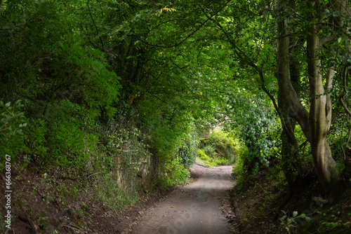 narrow lane running through a dense forest, near Brough, Cumbria, UK