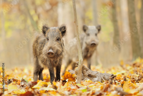 Baby wild boar in autumn forest. Wildlife scene from nature