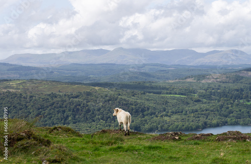 grazing cow admiring the view of Lake Windermere from Gunner's How, Lake District, Cumbria, UK