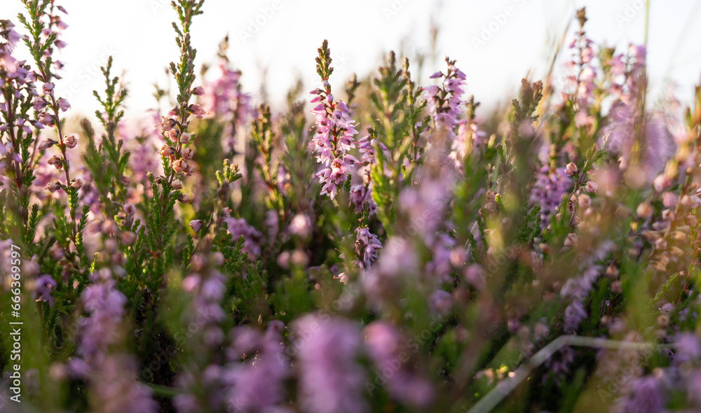 Obraz premium close-up of heather flowers on a heather moorland, North Pennines Area of Outstanding Natural Beauty (ANOB), near Stanhope, Durham, UK