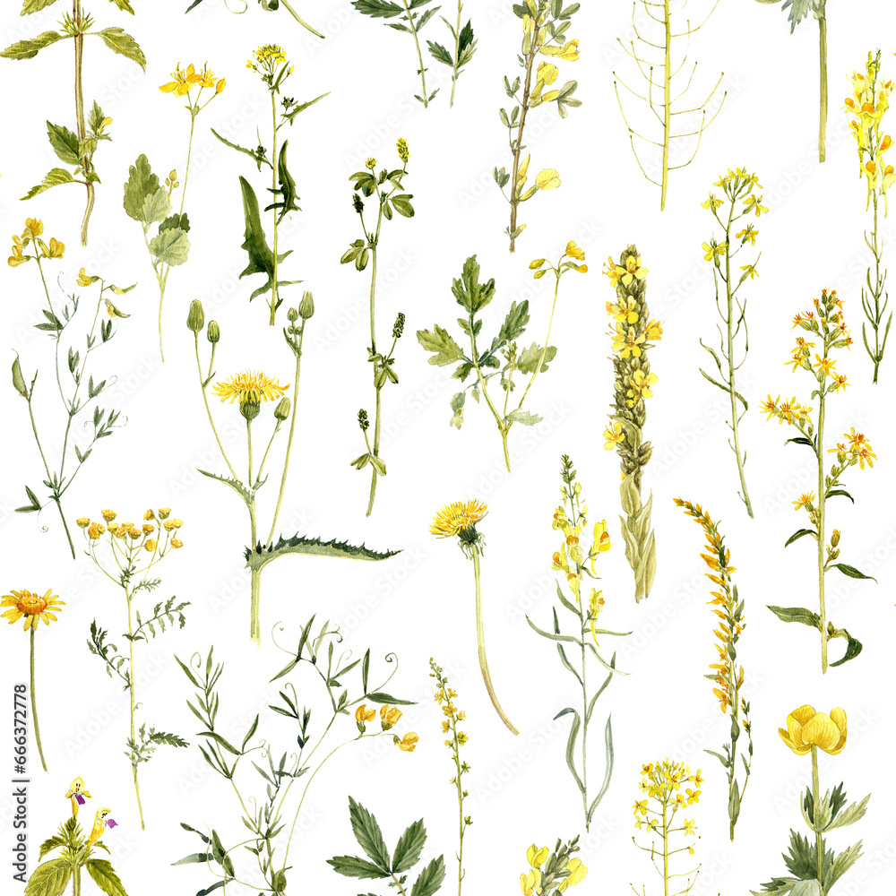 watercolor seamless pattern with drawing plants and yellow flowers at white background, natural ornament, hand drawn botanical illustration