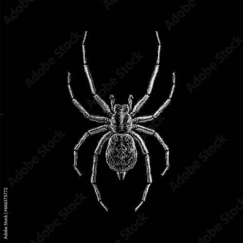 Hobo Spider hand drawing vector isolated on black background.