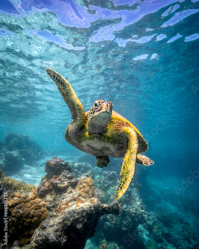 Fototapeta Naklejka Na Ścianę i Meble -  turtle waving