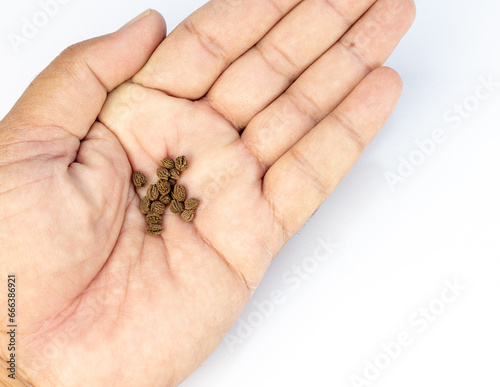 Papaya seeds in hand closeup view