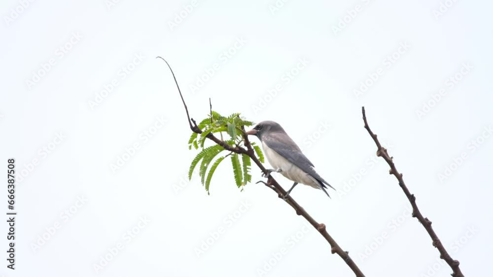 Pigtails (Latin: Artamus leucorynchus) are a species of bird in the ...