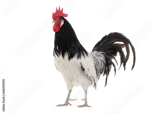 rooster lakenfelder isolated on a white background photo