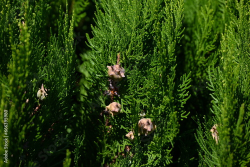 Chinese arborvitae   Platycladus orientalis  . Cupressaceae evergreen coniferous tree native to China. In autumn  the cones turn from gray-blue to brown and then open.