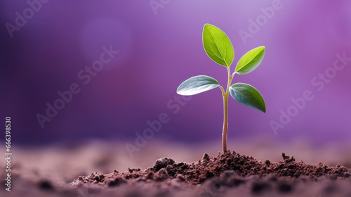 Small plant growing against purple blur background. Copy space. Eco concept.Small plant growing against blur background. Copy space. Eco concept.