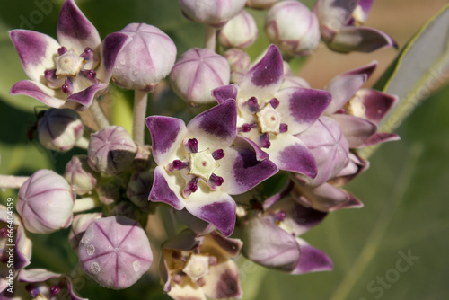 Flowers of the sodom´s apple milkweed (Calotropis procera), Bungle Bungle range, Western Australia