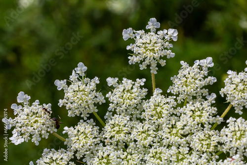 Daucus carota known as wild carrot blooming plant photo