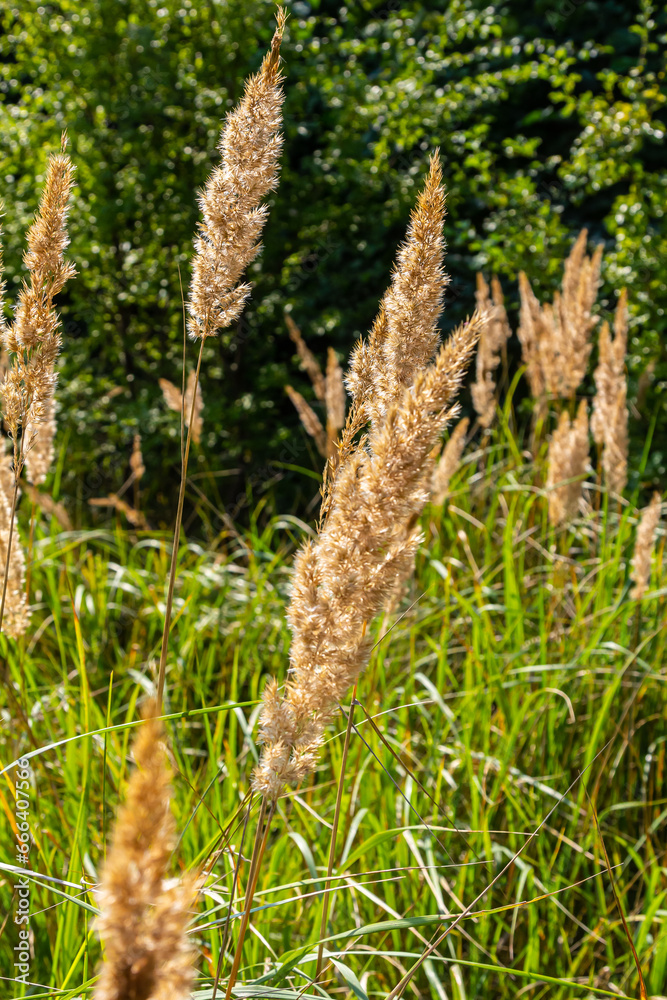 Inflorescence of wood small-reed Calamagrostis epigejos on a meadow Inflorescence of wood small-reed Calamagrostis epigejos on a meadow