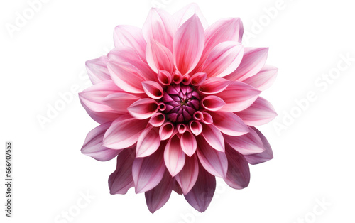 Austin Floral Artwork with Attractive Look on White or PNG Transparent Background.