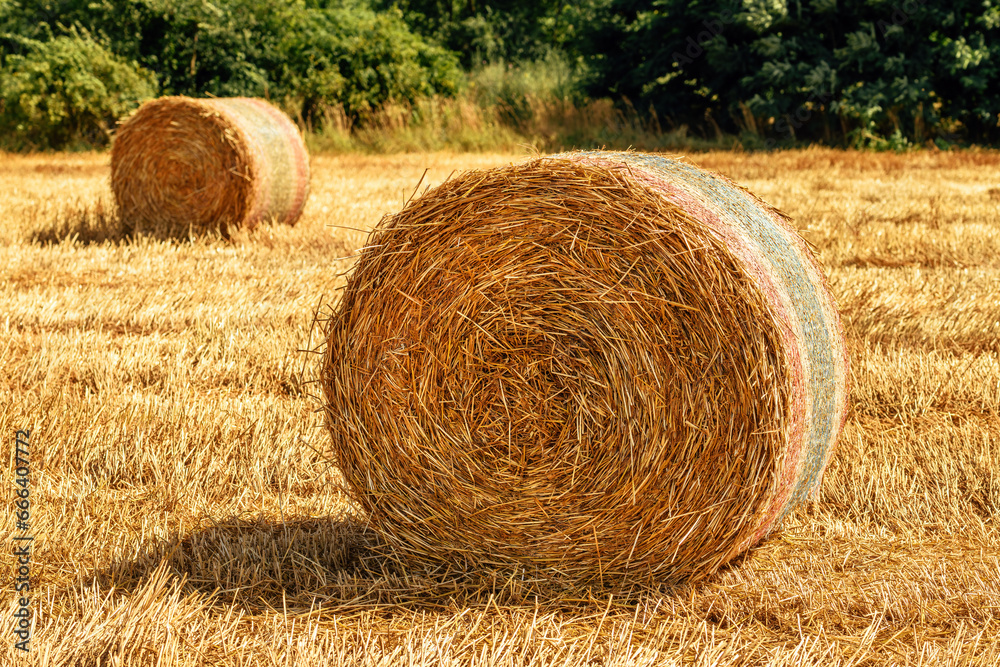 Rolled hay bales in wheat field stubble after cereal plant harvest Rolled hay bales in wheat field stubble after cereal plant harvest
