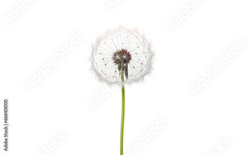 Dandelion Seed Head Artwork on White or PNG Transparent Background.