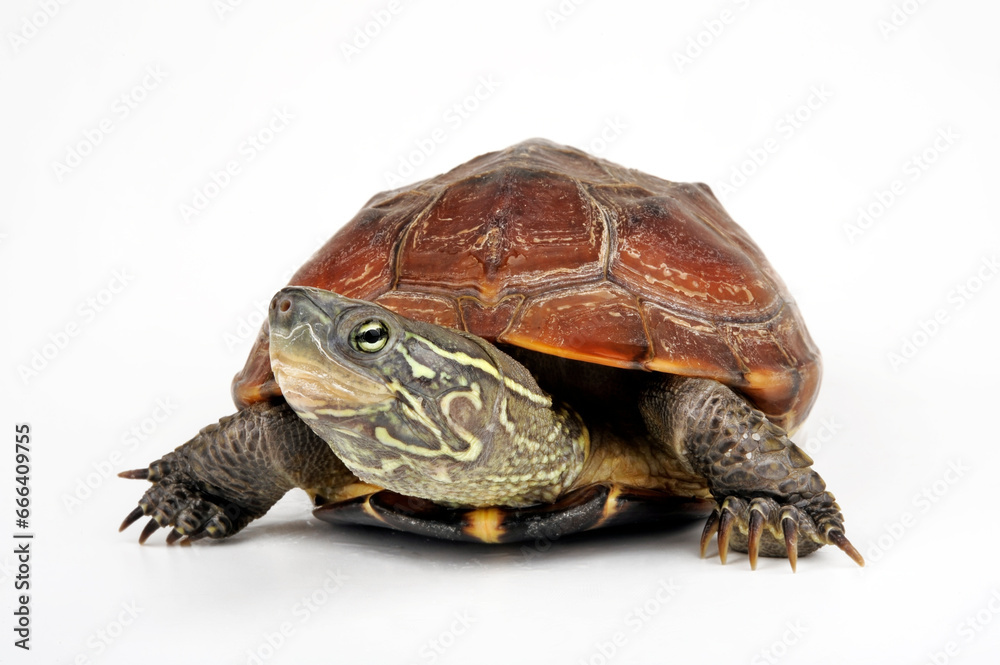 Chinese pond turtle // Chinesische Dreikielschildkröte (Mauremys reevesii) Chinese pond turtle // Chinesische Dreikielschildkröte (Mauremys reevesii)